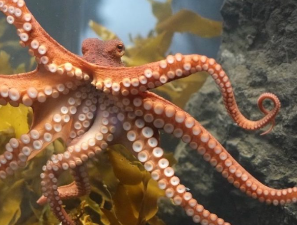 Why octopuses are smarter than we thought